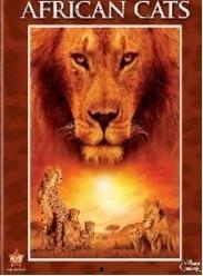 非洲大猫的背景音乐,狂野旋律下的神秘传说